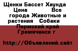 Щенки Бассет Хаунда  › Цена ­ 25 000 - Все города Животные и растения » Собаки   . Пермский край,Гремячинск г.